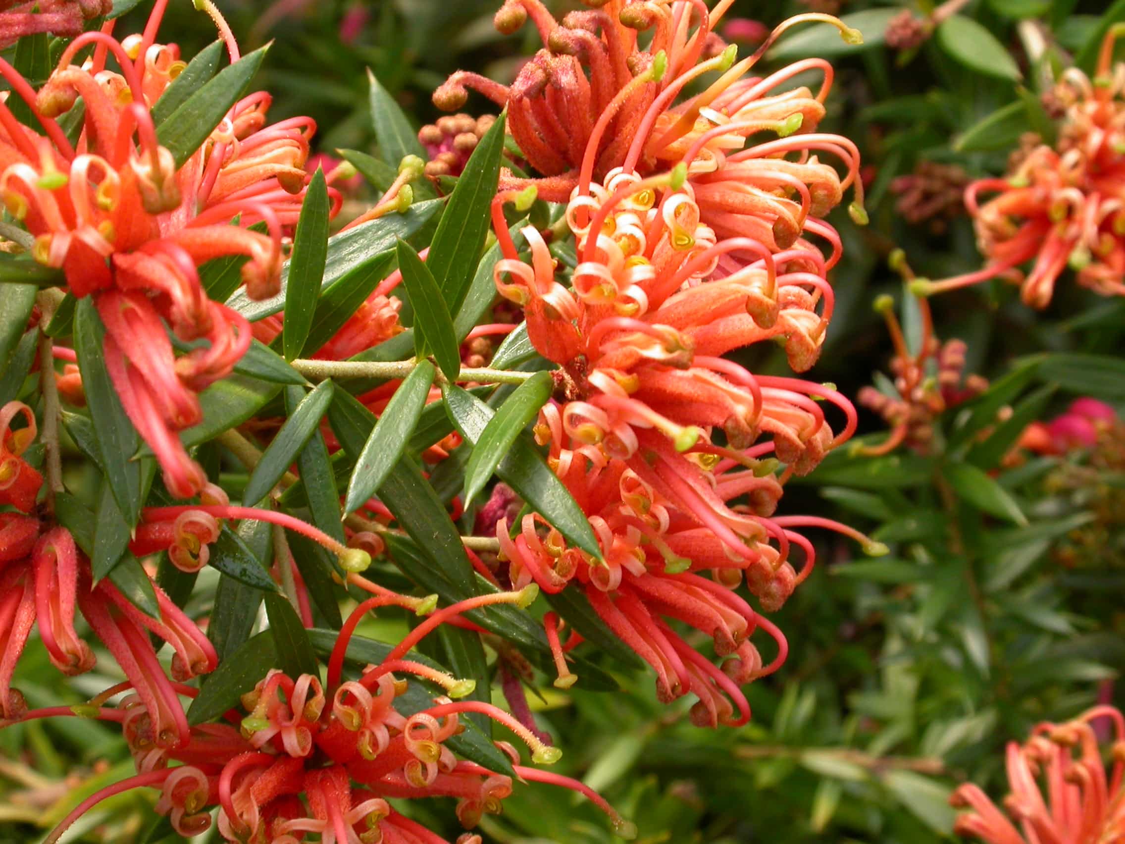 Grevillea ‘Apricot Tingle’ Bywong Nursery