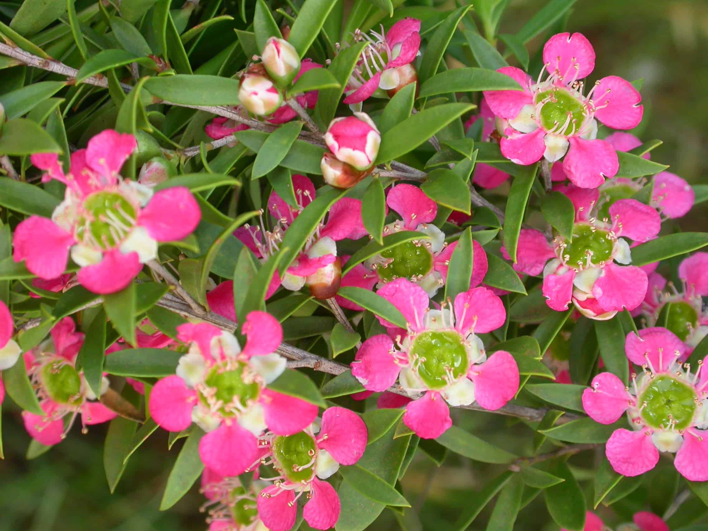 Leptospermum ‘Aphrodite’ Bywong Nursery