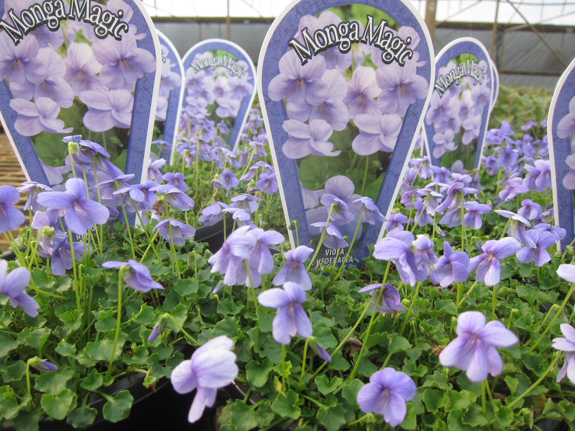 Viola hederacea ‘Monga Magic’ Bywong Nursery